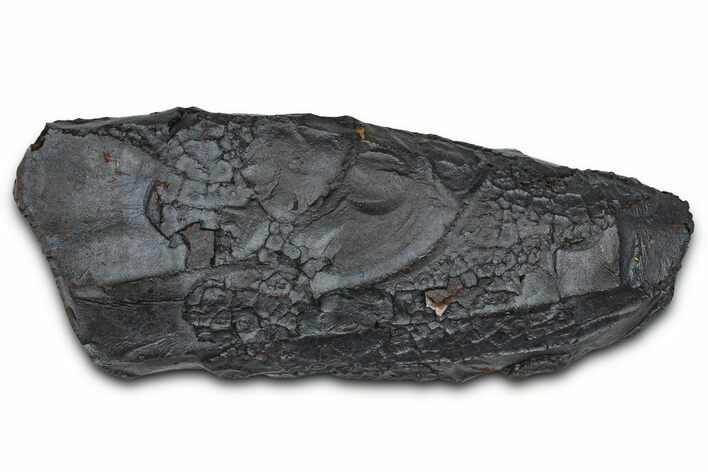 Dragon Scale Stone (Iron, Manganese, Siderite Nodule) #350221